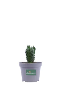 Crassula Tempio Di Buddha v6 egarden.store online