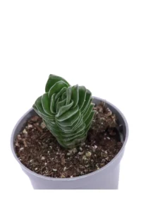 Crassula Tempio Di Buddha v6 egarden.store online