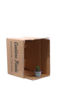 Crassula Tempio Di Buddha