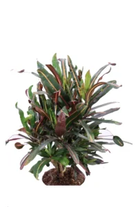 Croton - Codiaeum Curly Boy v17 egarden.store online