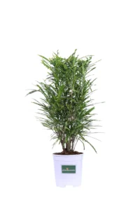 Croton - Codiaeum Variegatum Eleanor Roosevelt v17 egarden.store online