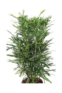 Croton - Codiaeum Variegatum Eleanor Roosevelt v17 egarden.store online