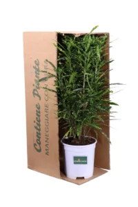 Croton - Codiaeum Variegatum Eleanor Roosevelt v17 egarden.store online