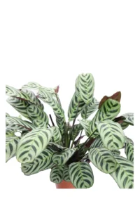Ctenanthe Burle Marxii v12 egarden.store online