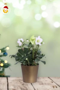 Helleborus Christmas Carol v12 egarden.store online