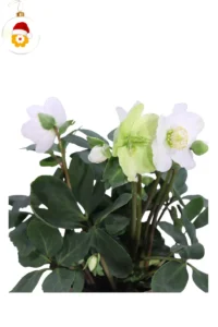 Helleborus Christmas Carol v12 egarden.store online