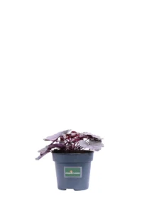 Heuchera Silverberry v12 egarden.store online