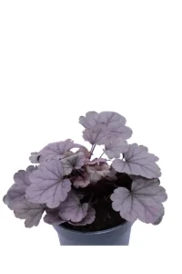 Heuchera Silverberry v12 egarden.store online