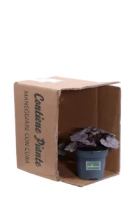 Heuchera Silverberry