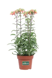 Kalanchoe Blossfeldiana Lucky Bells v15 egarden.store online