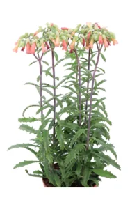 Kalanchoe Blossfeldiana Lucky Bells v15 egarden.store online