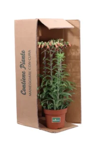 Kalanchoe Blossfeldiana Lucky Bells v15 egarden.store online