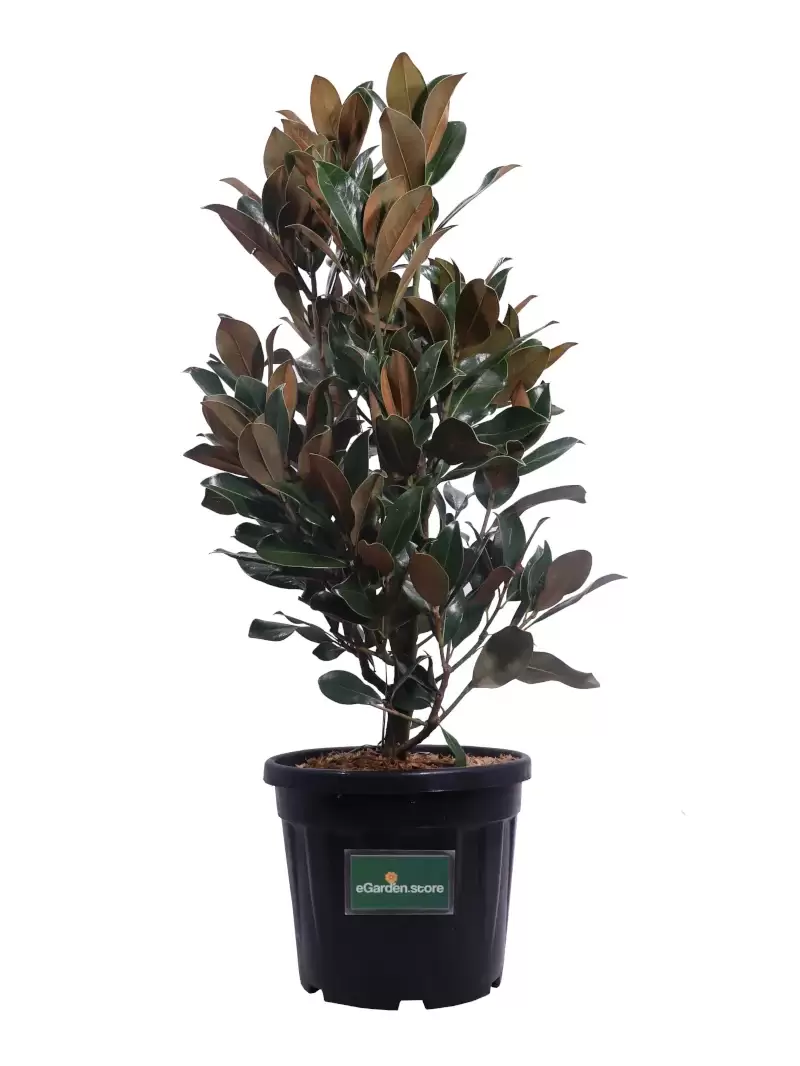 Magnolia Grandiflora v35 egarden.store online