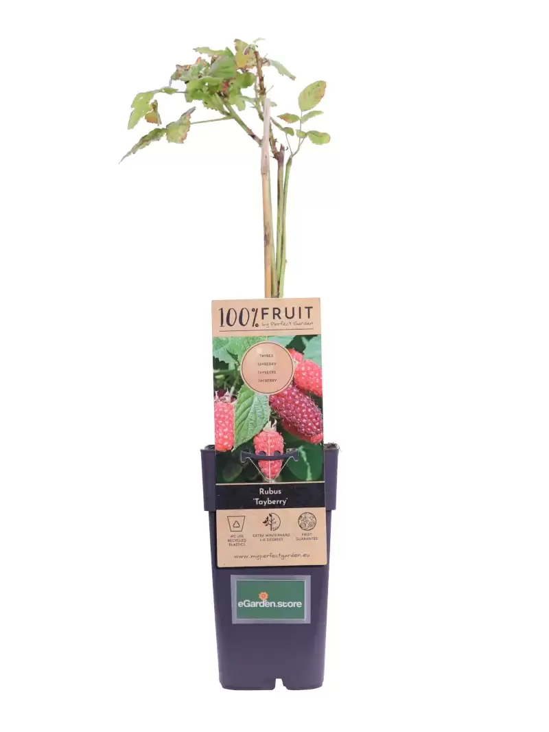 Mora-Lampone - Rubus Tayberry v15 egarden.store online
