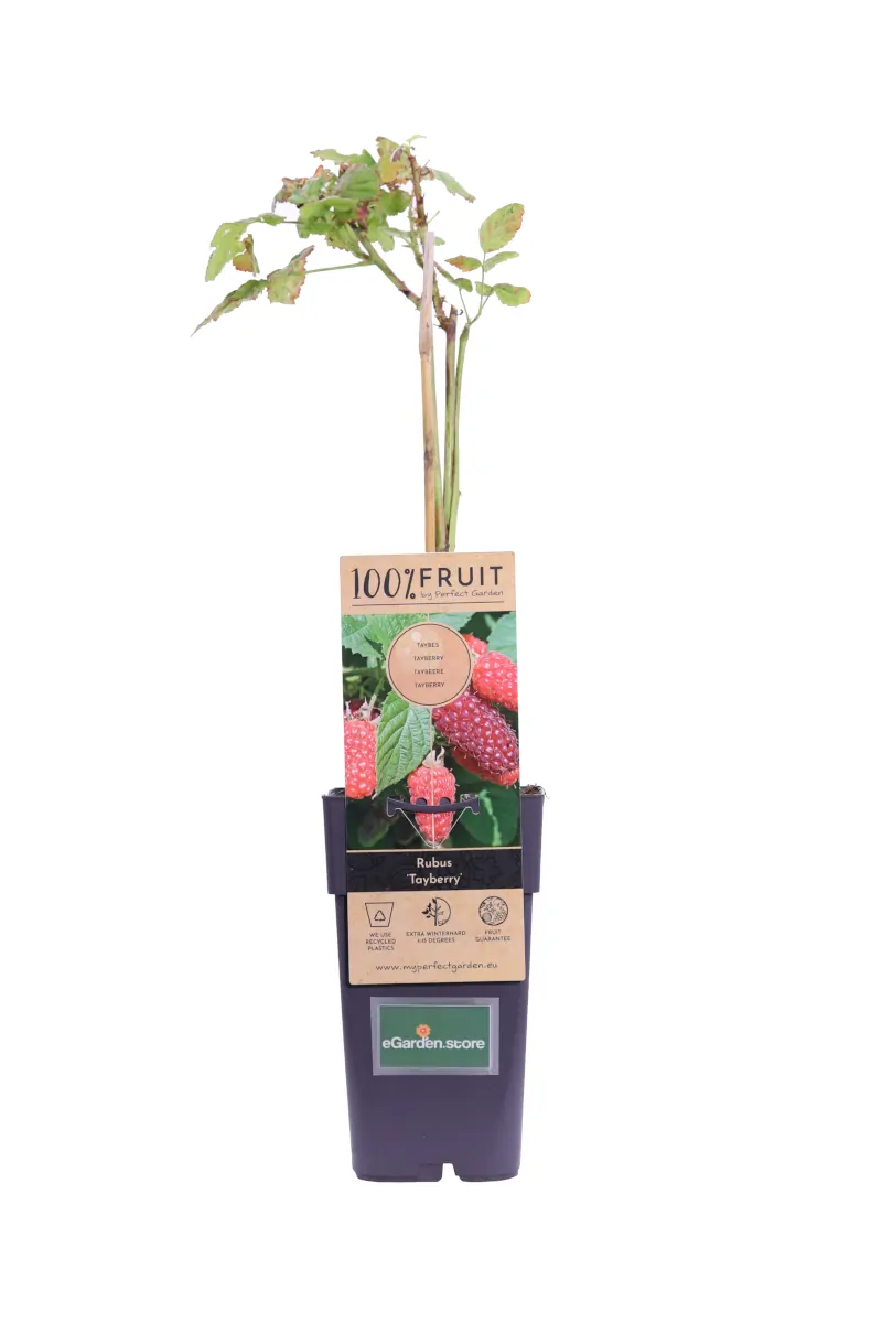 Mora-Lampone - Rubus Tayberry v15 egarden.store online
