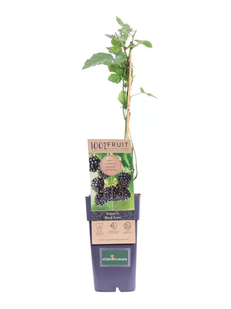 Mora - Rubus Fruticosus Black Satin v15 egarden.store online