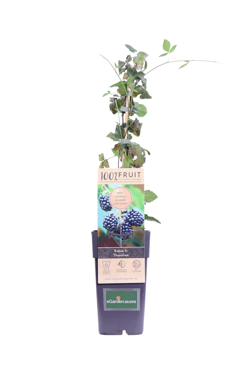 Mora - Rubus Fruticosus Thornfree v15 egarden.store online
