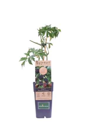 Mora - Rubus Fruticosus Thornless Evergreen v15 egarden.store online