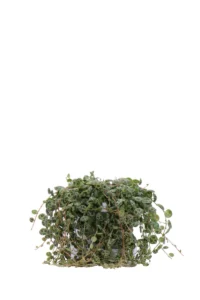 Peperomia Prostrata v11 egarden.store online