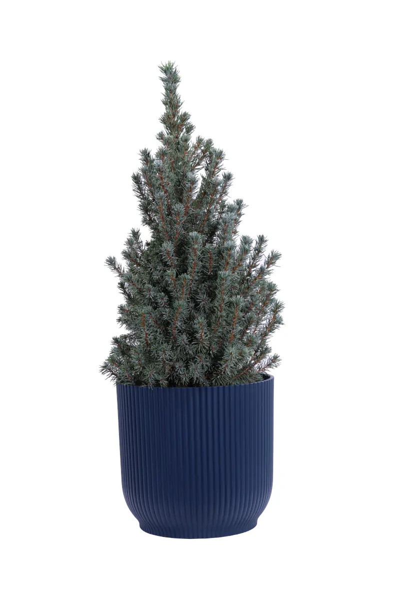 Picea Glauca Sander's Blue Natale pot v18 egarden.store online