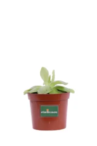 Pinguicula Guatemala v8 egarden.store online