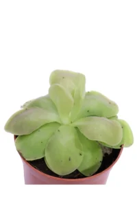 Pinguicula Guatemala v8 egarden.store online