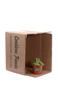 Pinguicula Guatemala