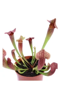 Sarracenia Tess v8 egarden.store 2 Sarracenia Tess v8 egarden.store online