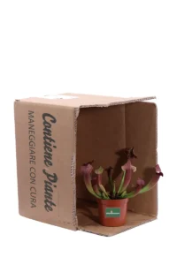 Sarracenia Tess v8 egarden.store 3 Sarracenia Tess v8 egarden.store online