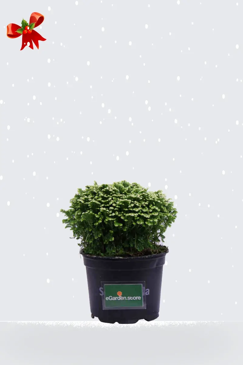 Selaginella Martensii Jori Natale v9 egarden.store online