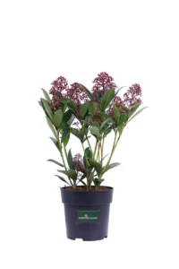 Skimmia Japonica Marlot v15 egarden.store online