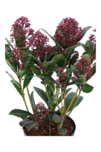 Skimmia Japonica Marlot v15 egarden.store online