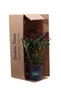 Skimmia Japonica Marlot v15 egarden.store online