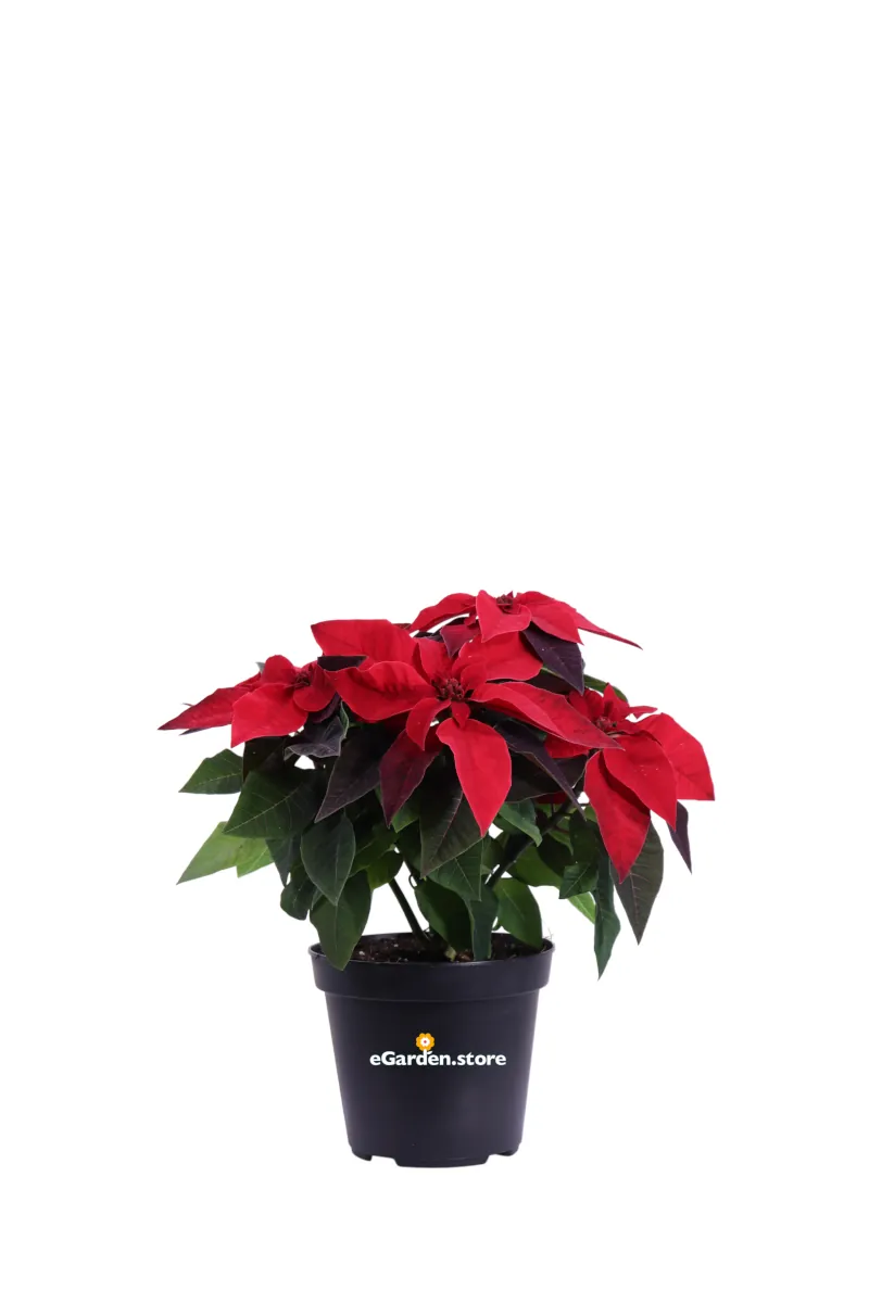 Stella di Natale - Princettia Rossa v14 egarden.store online