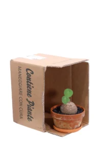 Stephania Erecta Deco v15 egarden.store online