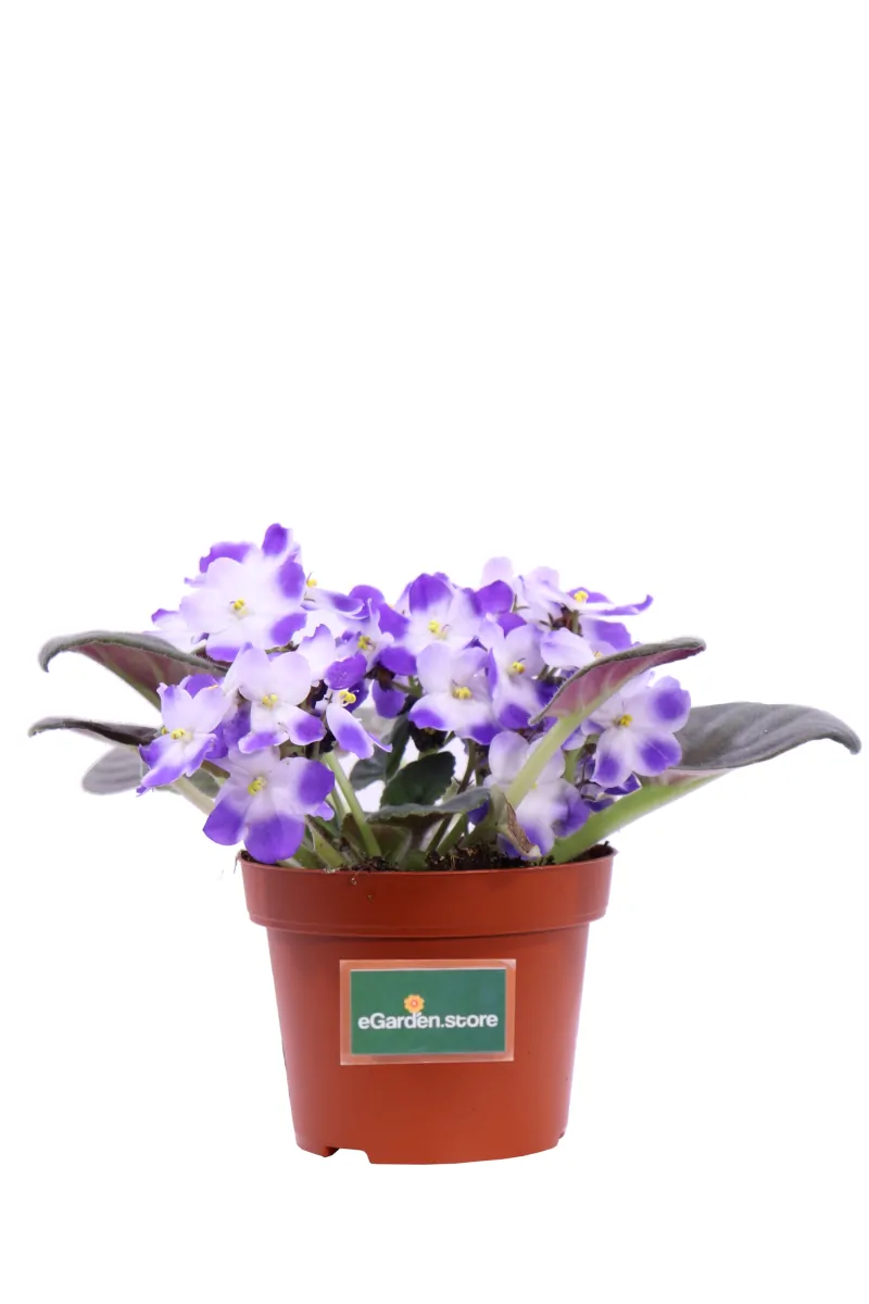 Violetta Africana - Saintpaulia Bicolor v12 egarden.store online