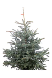 Abete Blu - Picea Pungens Glauca v30 125 egarden.store 2 Abete Blu - Picea Pungens Glauca
