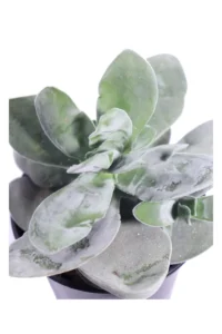 Adromischus Leucophyllus v10 egarden.store online
