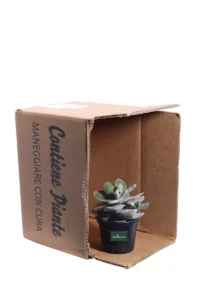 Adromischus Leucophyllus v10 egarden.store online