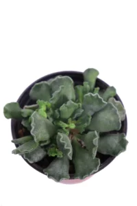 Adromischus cristatus v10 egarden.store online