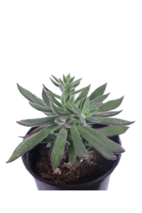 Aeonium Simsii v10 egarden.store online
