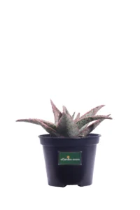 Aloe Pink v10 egarden.store online