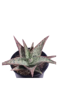 Aloe Pink v10 egarden.store online