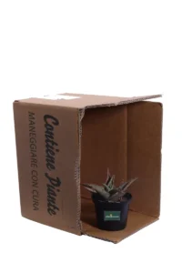 Aloe Pink v10 egarden.store online