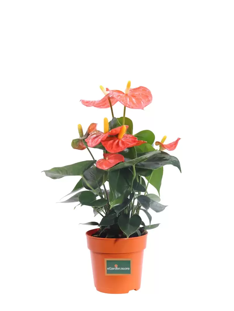 Anthurium Arancione v12 egarden.store online