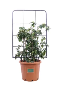 Camelia Japonica Miyako Dori Spalliera v40 egarden.store 1 Camelia Japonica Miyako Dori Spalliera