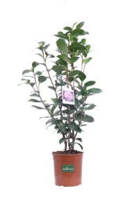 Camelia Japonica - Nuccio's Jewel v19 egarden.store online
