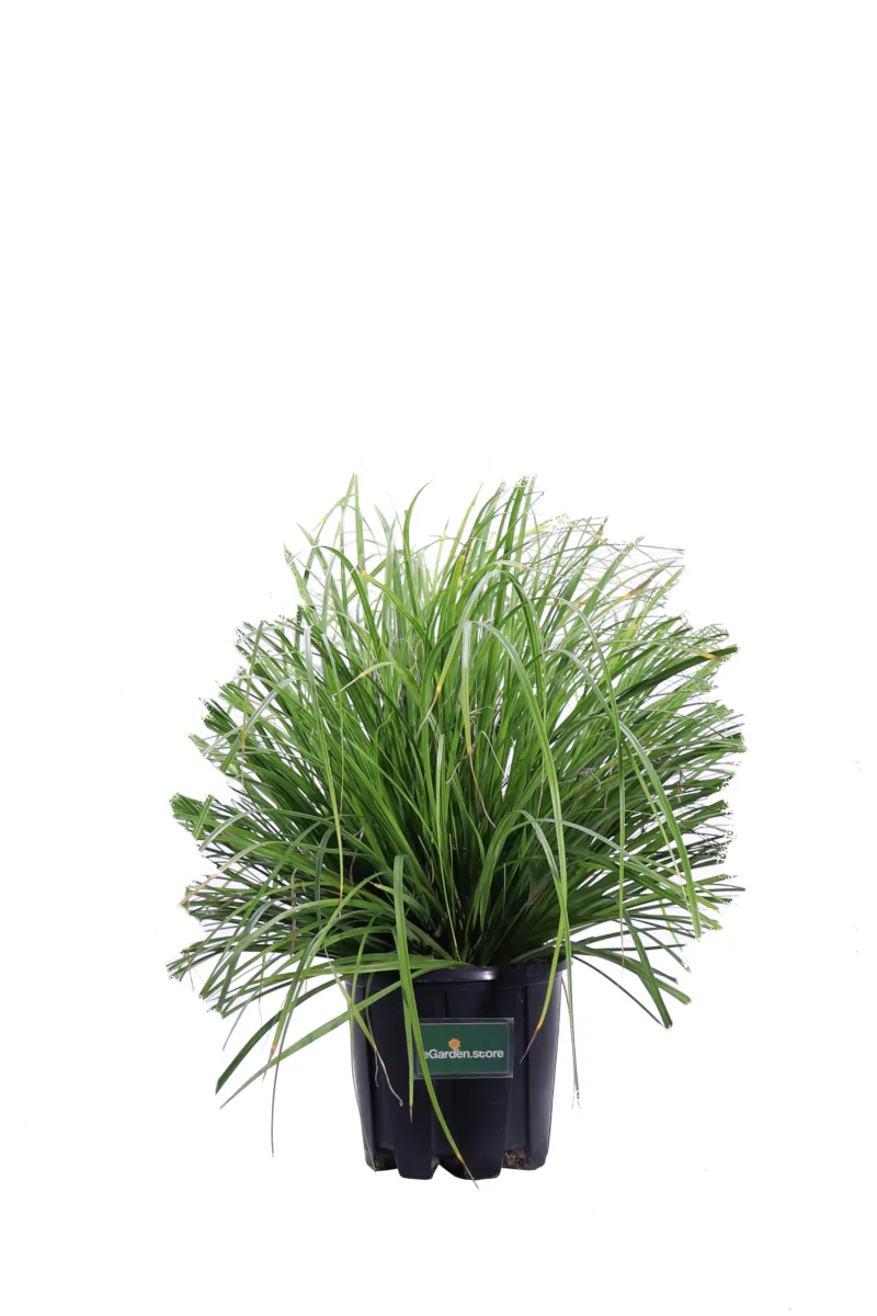 Carex Oshimensis Evergreen v18 egarden.store online