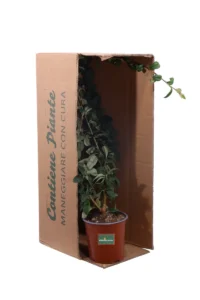 Cotognastro - Cotoneaster Lacteus