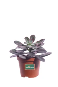 Echeveria Nodulosa v10 egarden.store online